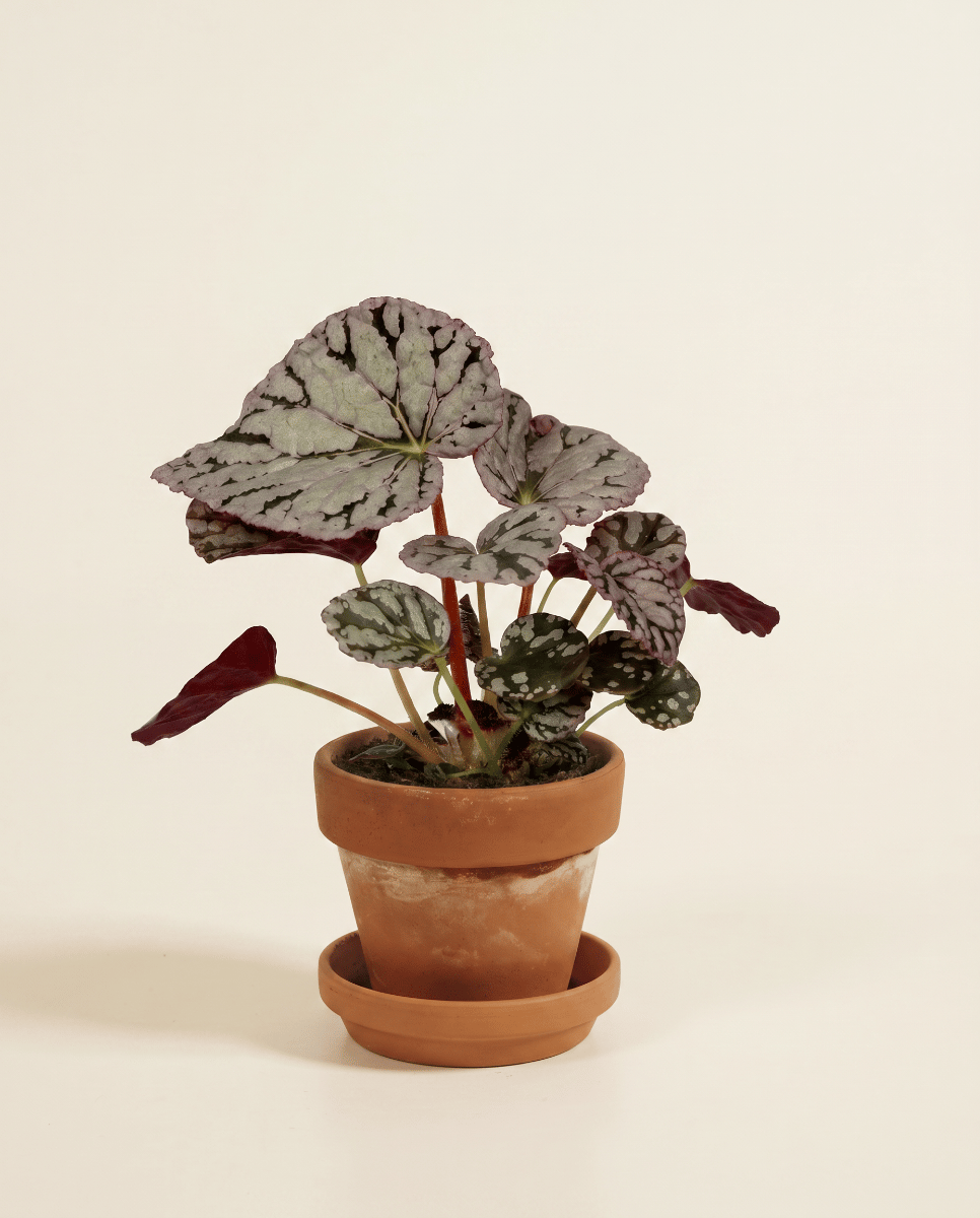 Baby Begonia Schiefblatt Rex Chayo