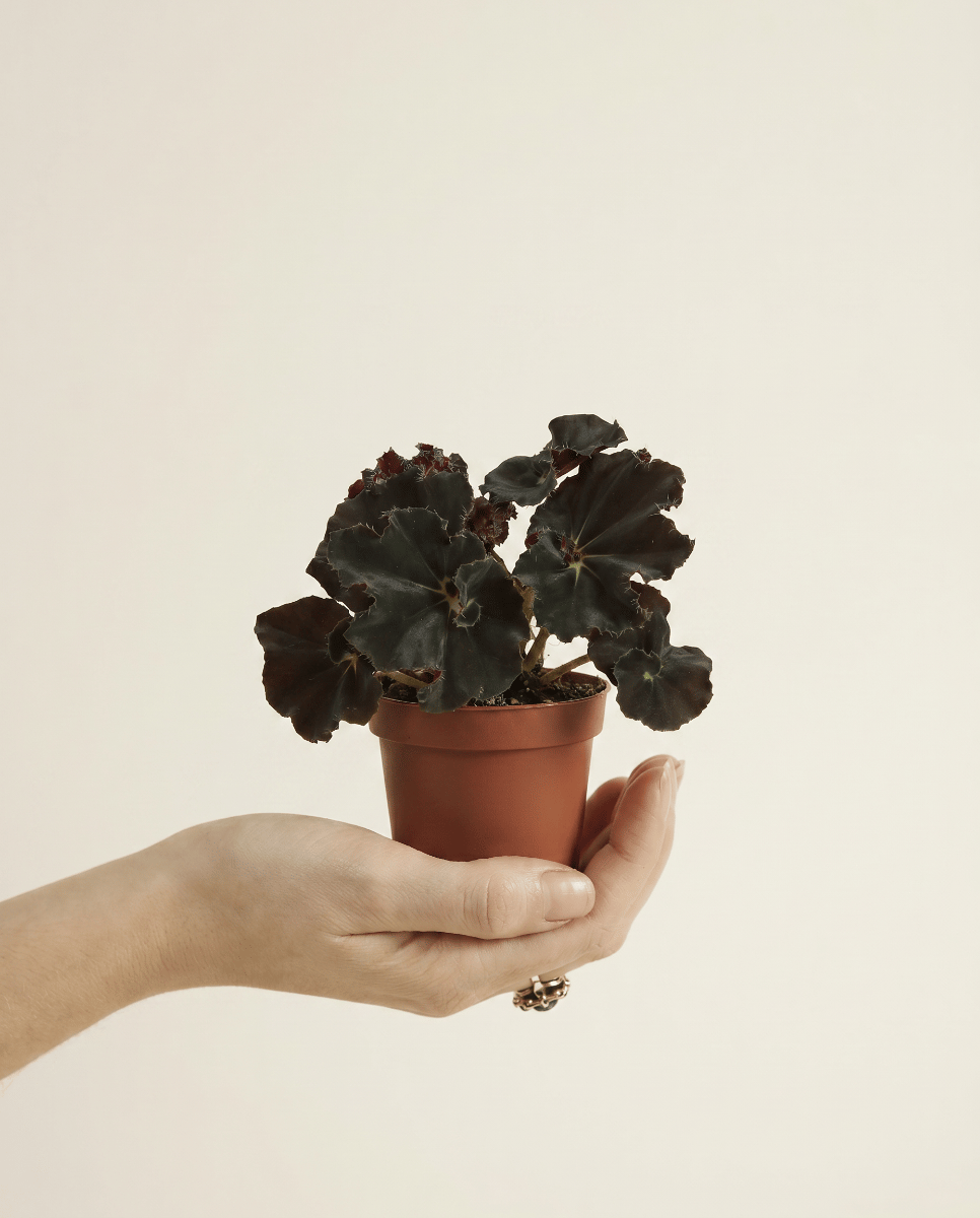 Baby Begonia Begonia a pois Rex Dark Mambo