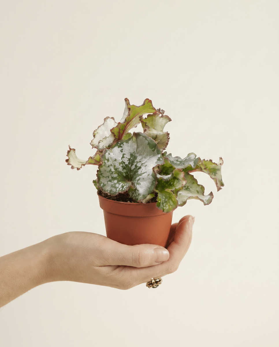 Bébé Begonia Bégonia Rex Escargot