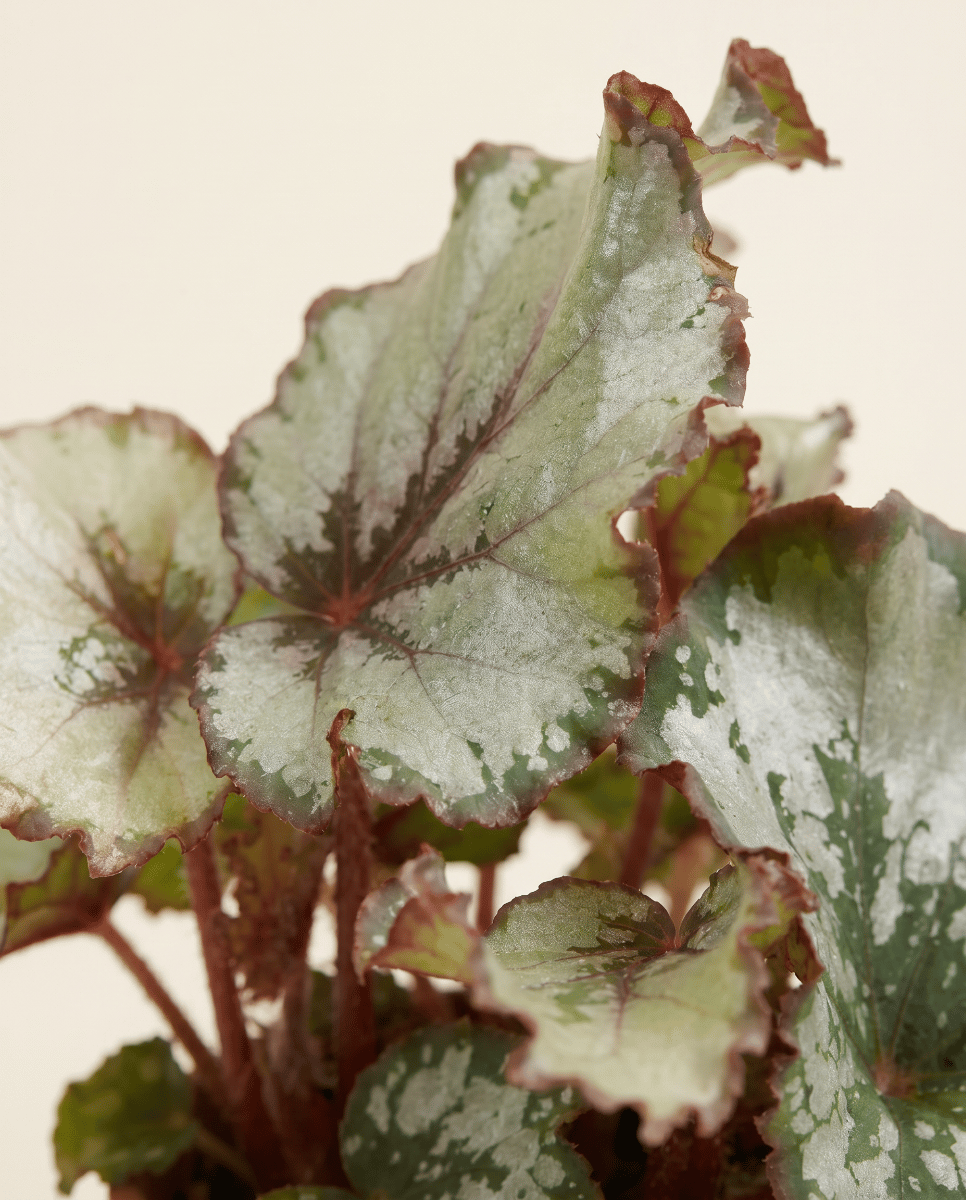 Bebé Begonia Begonia de lunares Rex Escargot