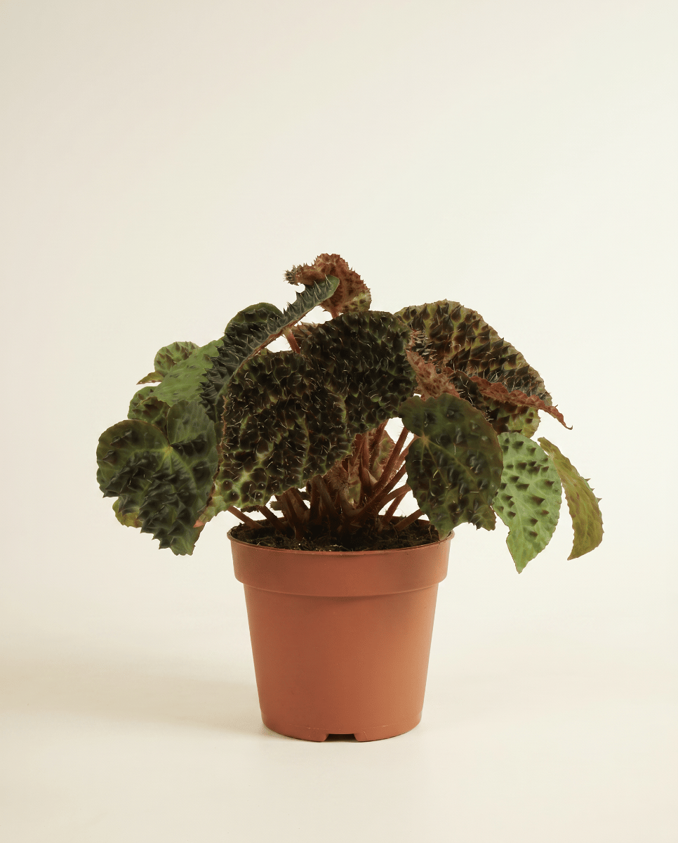 Begonia Begonia a pois Rex Ferox