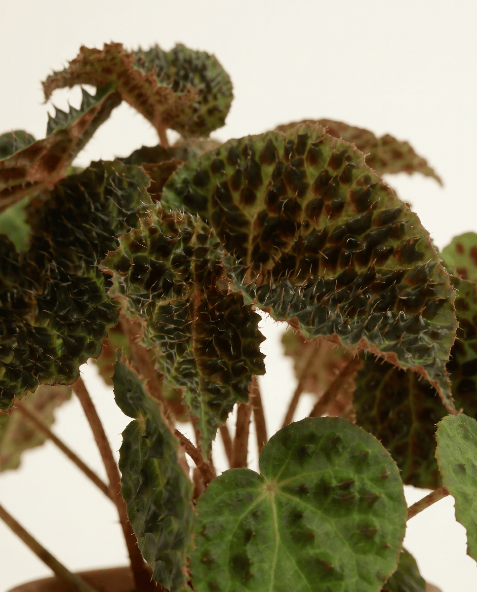 Begonia Polka Dot Rex Ferox