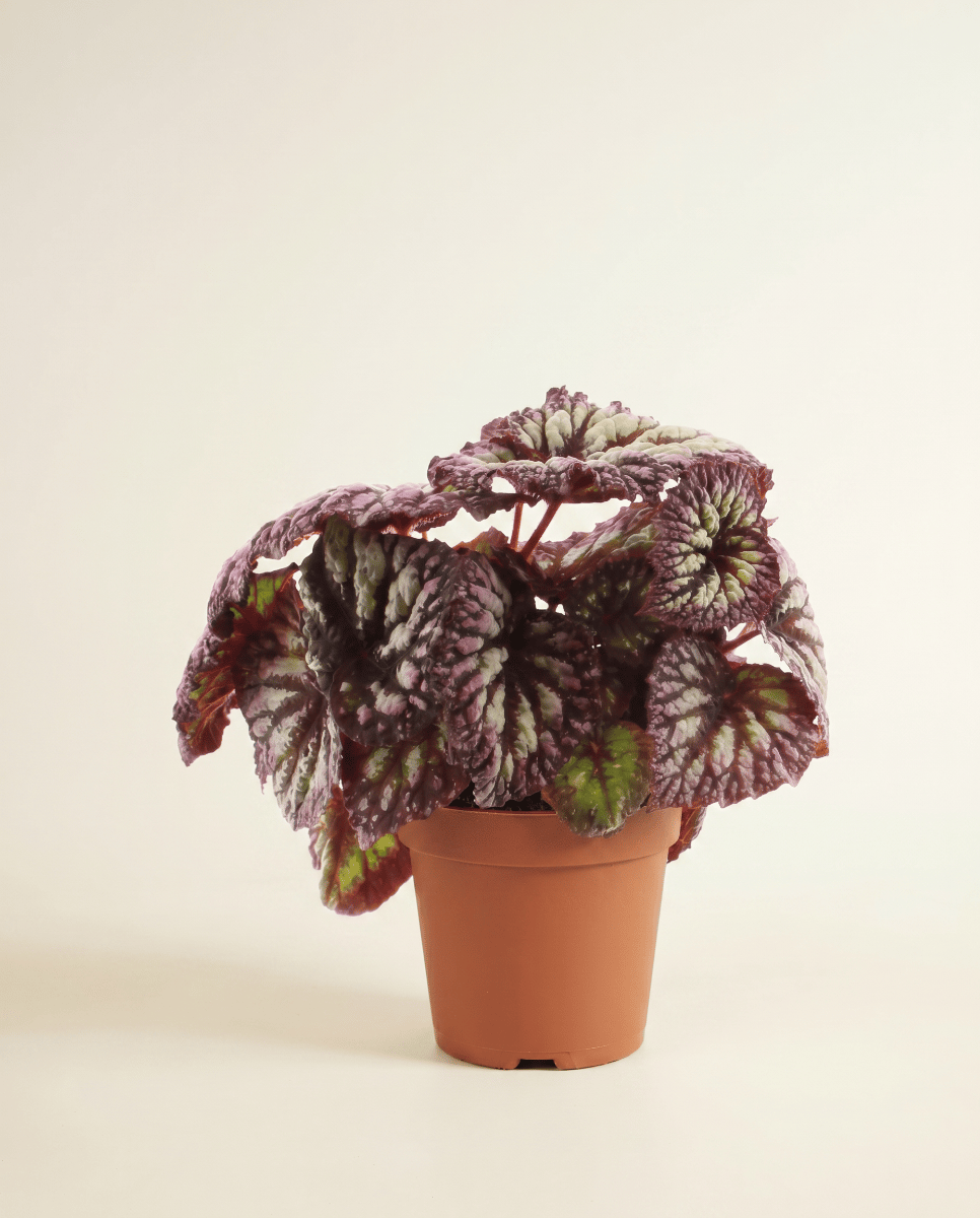 Begonia Polka Dot Rex Fireworks