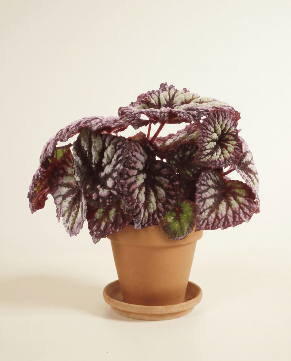 Begonia Begonia a pois Rex Fireworks