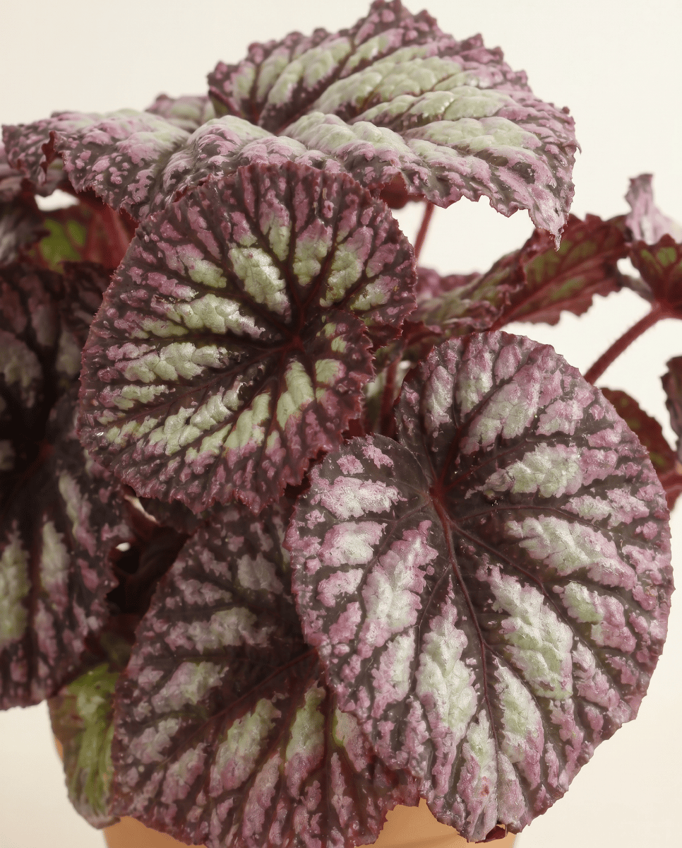 Begonia Begonia a pois Rex Fireworks