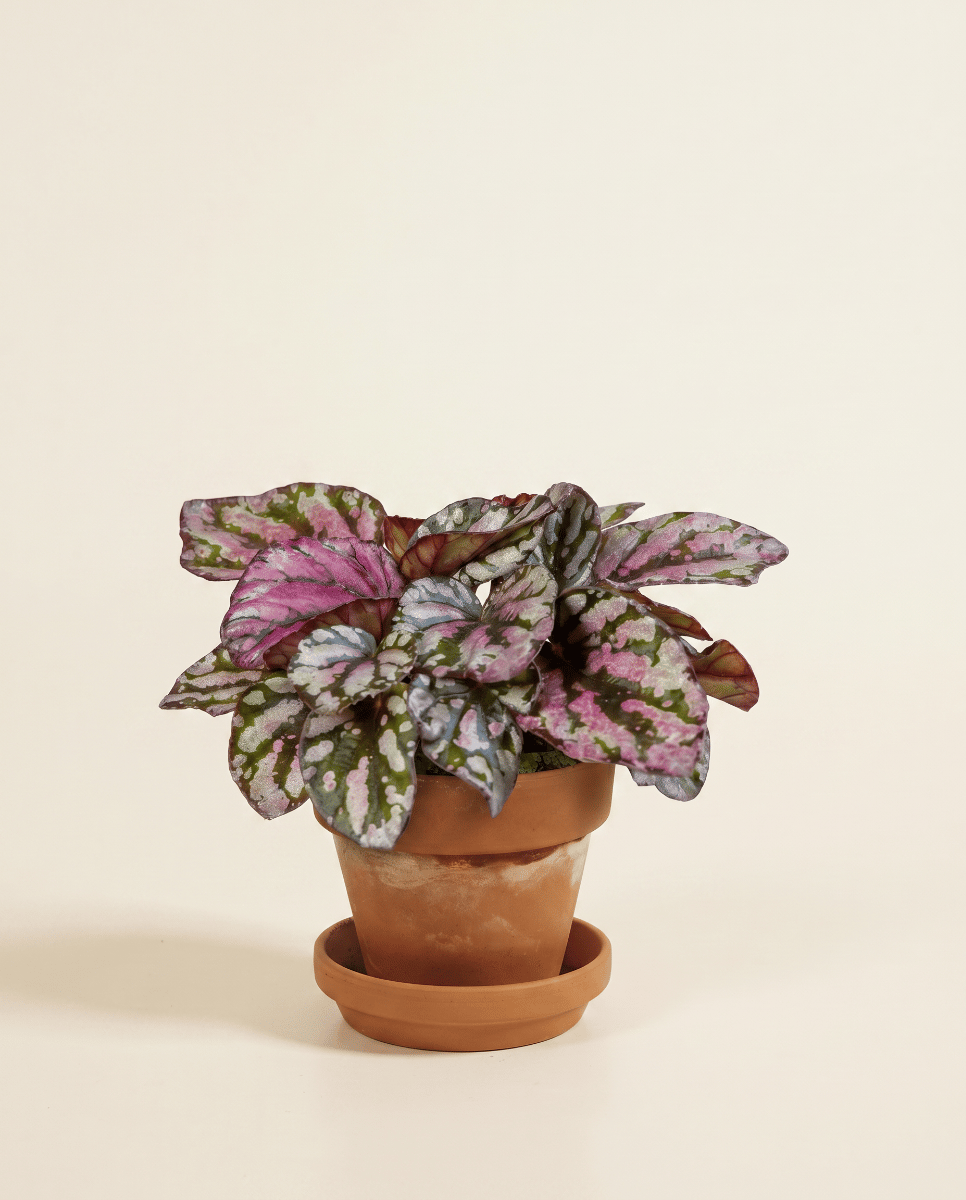 Bébé Begonia Bégonia Rex Hugh McLauchlan