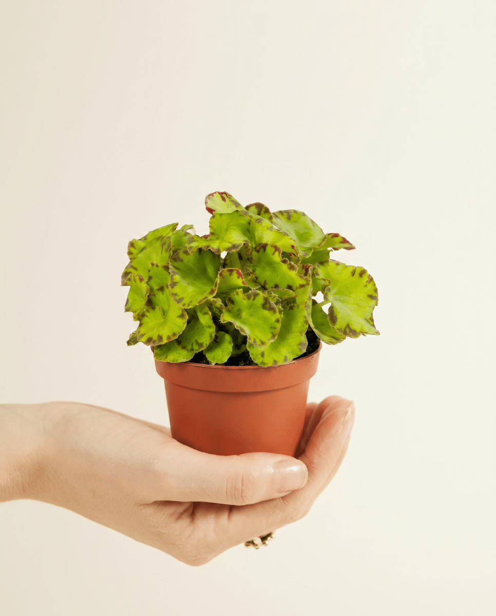 Baby Begonia Begonia a pois Rex Red Jive