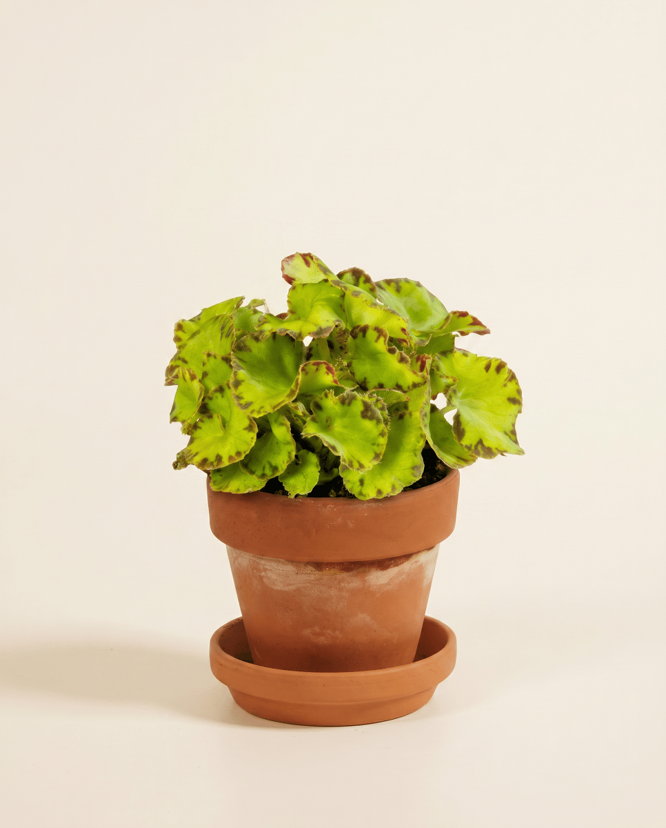 Baby Begonia Begonia a pois Rex Red Jive