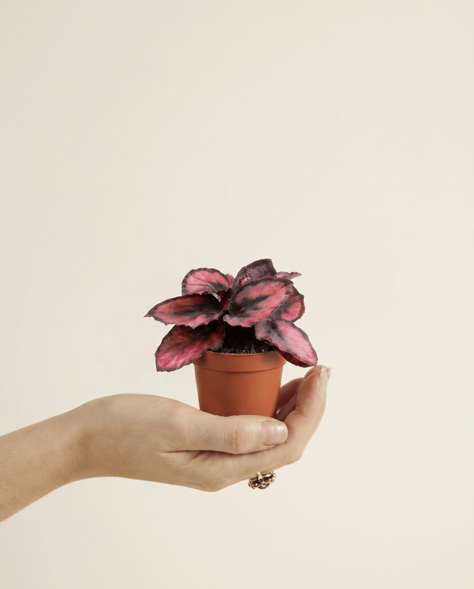Bébé Begonia Bégonia Rex Red Kiss