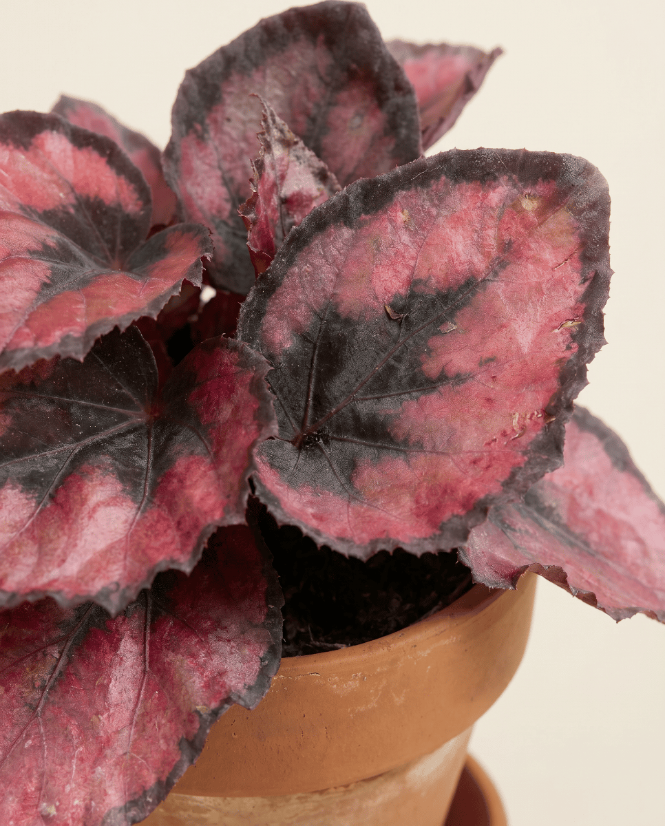 Bébé Begonia Bégonia Rex Red Kiss