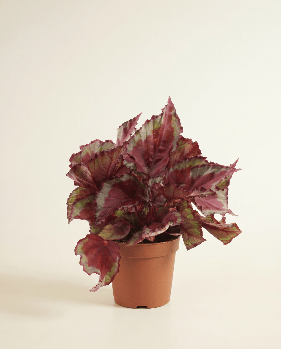 Begonia Begonia a pois Rex Spitfire
