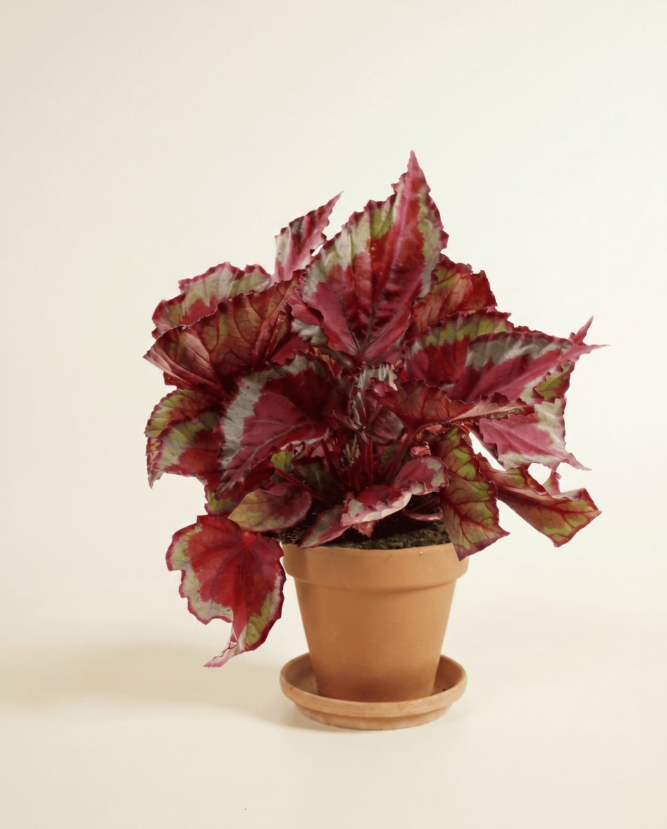 Begonia Stippenplant Rex Spitfire