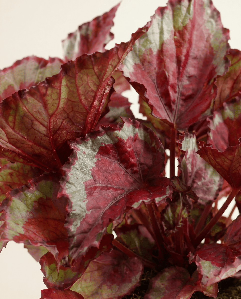 Begonia Stippenplant Rex Spitfire