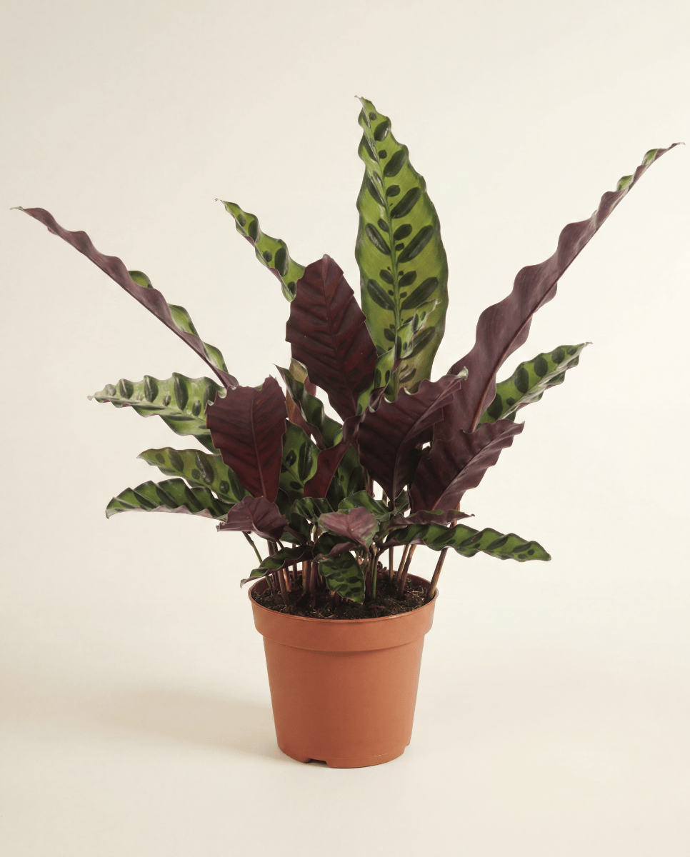 Calathea Pauwenplant Lancifolia Insignis