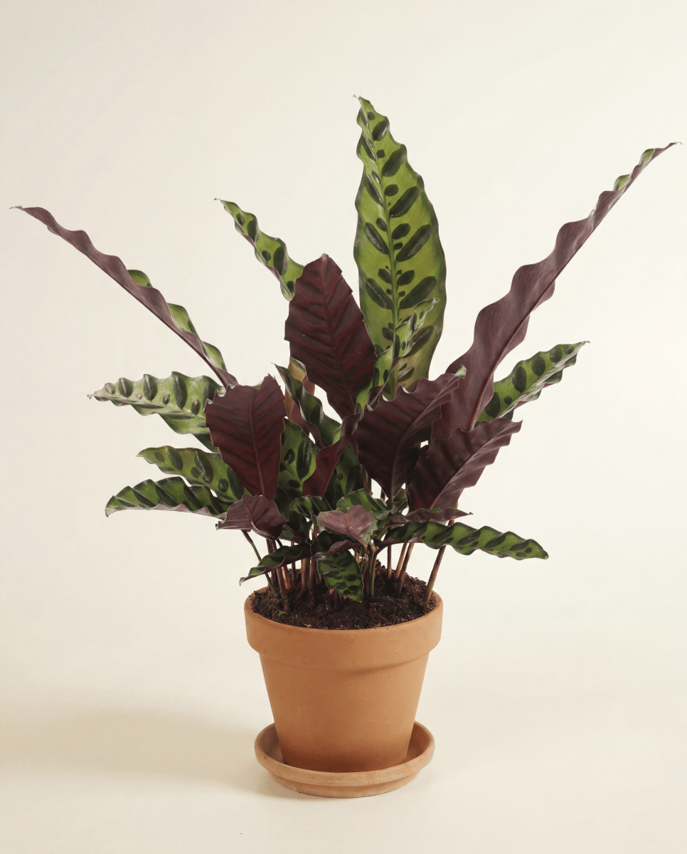 Calathea Korbmarante Lancifolia Insignis