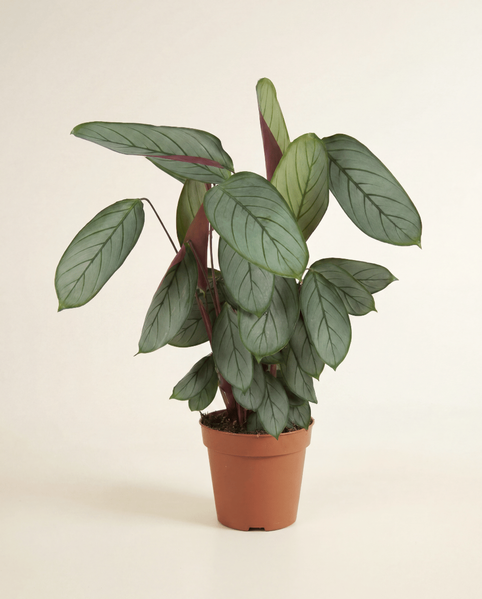 Calathea Calathea Silverstar