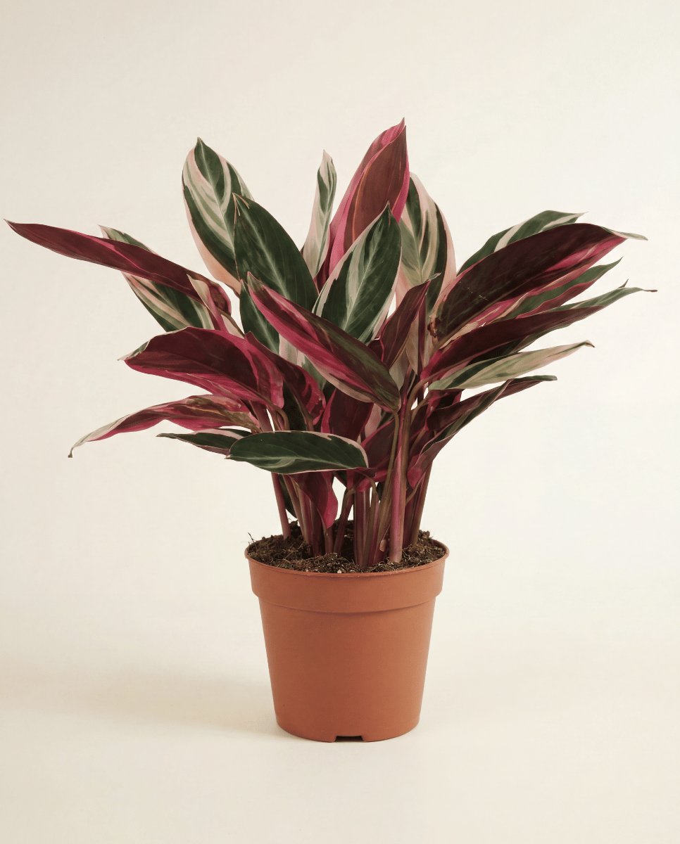 Calathea Pfeilwurz Triostar
