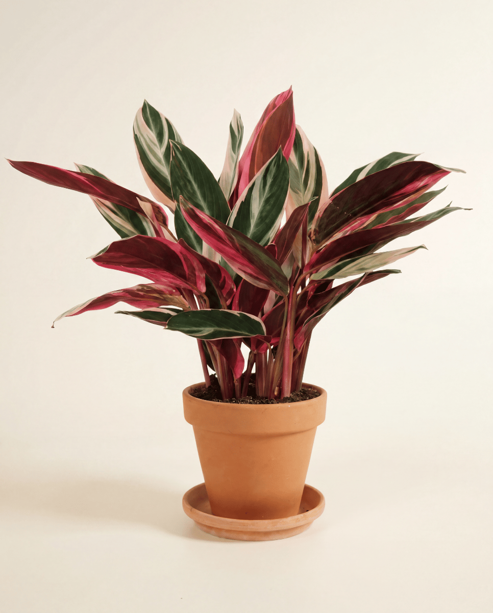 Calathea Pianta della preghiera Triostar