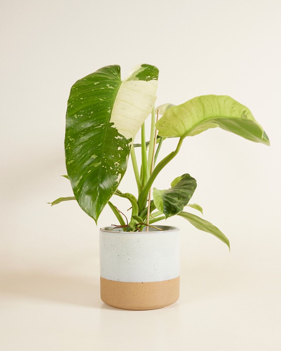 Ava Pot White Ø 18.5 cm