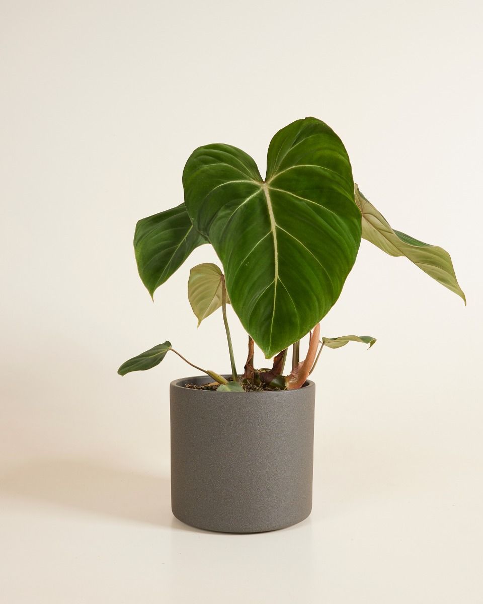Penny Pot Donker Grijs Ø 17 cm