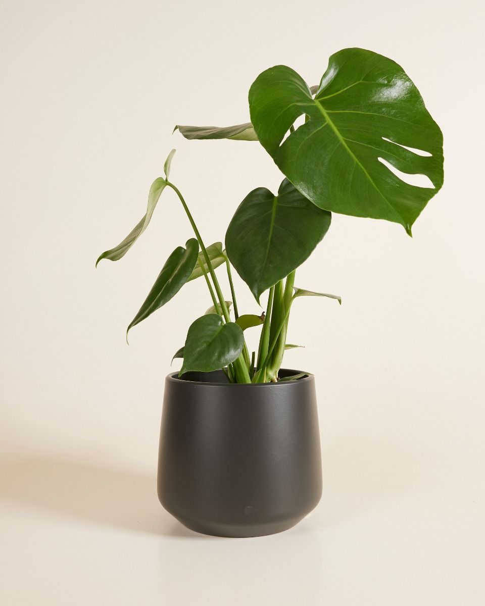 Amber Pot Zwart Ø 17 cm