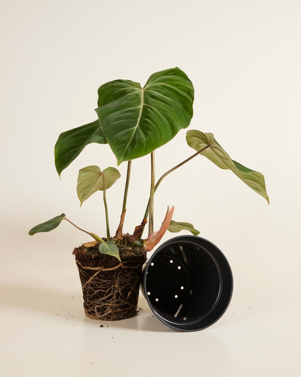 Elho Hagrid Pot De Culture Noir Ø 17 cm