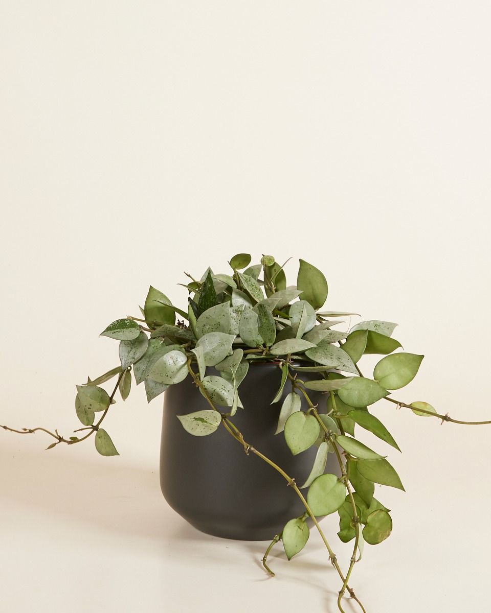 Amber Pot Zwart Ø 12 cm