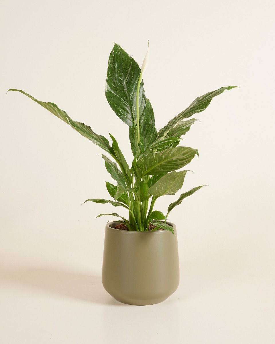Amber Pot Green Ø 12 cm
