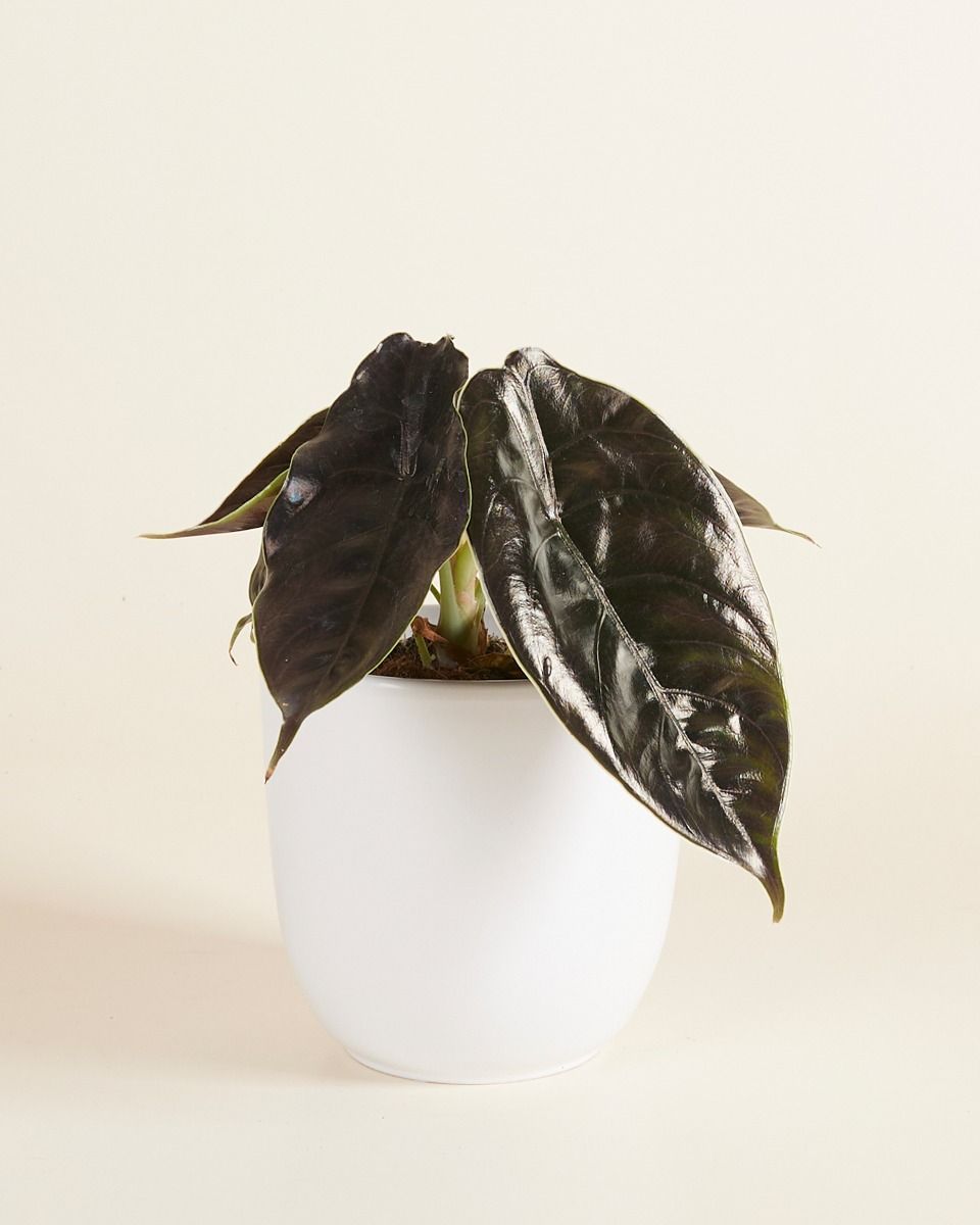 Lexi Pot Wit Ø 12.5 cm
