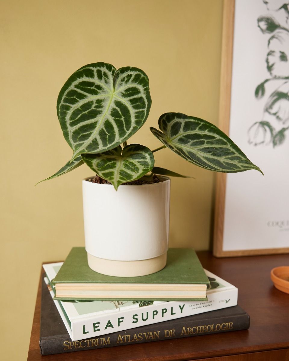 Lisa Pot White Ø 12 cm