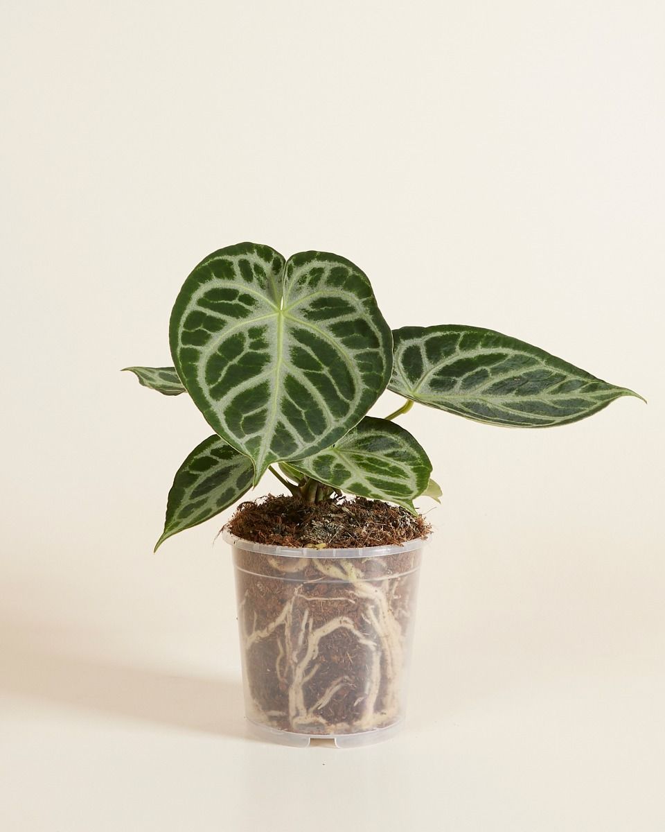 Nursery Planter Transparent Ø 12 cm