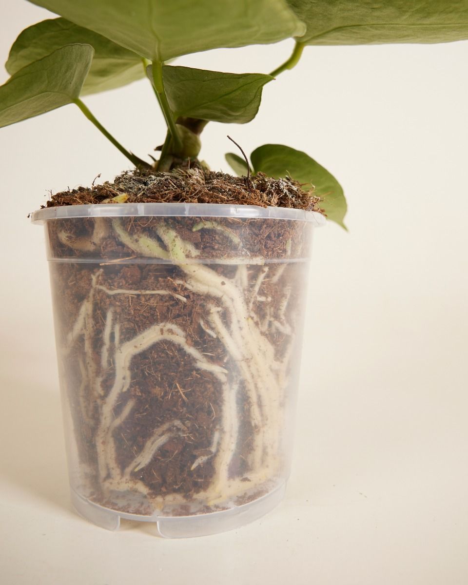 Pot De Culture Transparent Ø 12 cm