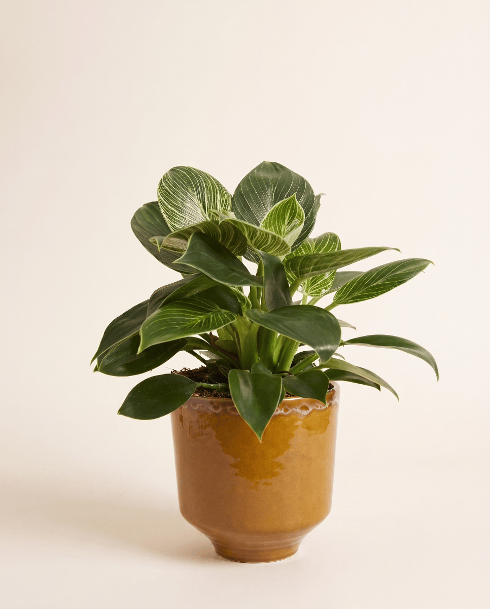 Otis Pot Oker Ø 13 cm