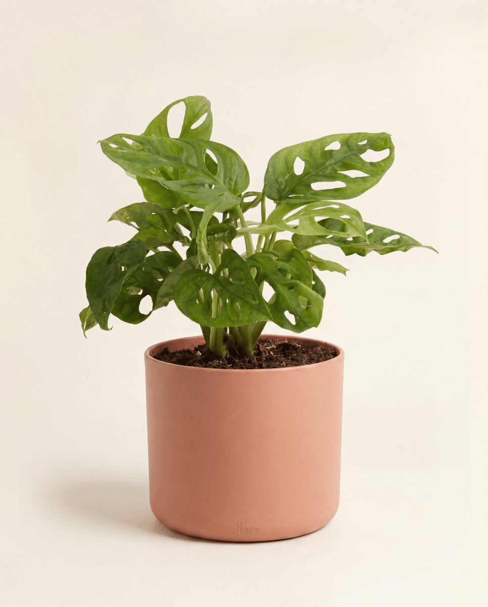 Elho B.For Soft Ø 14 cm
