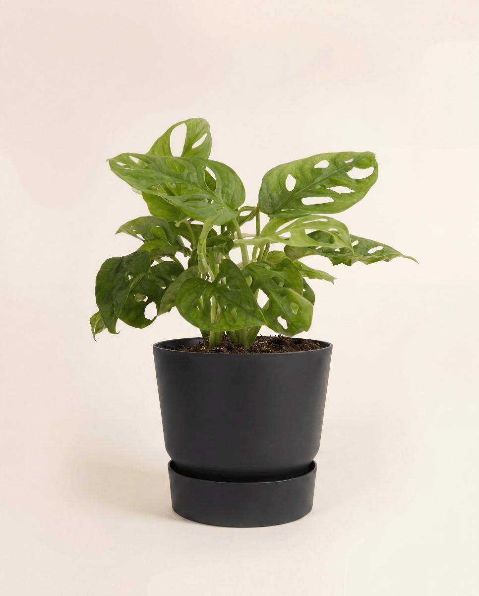 Elho Greenville Ø 14 cm