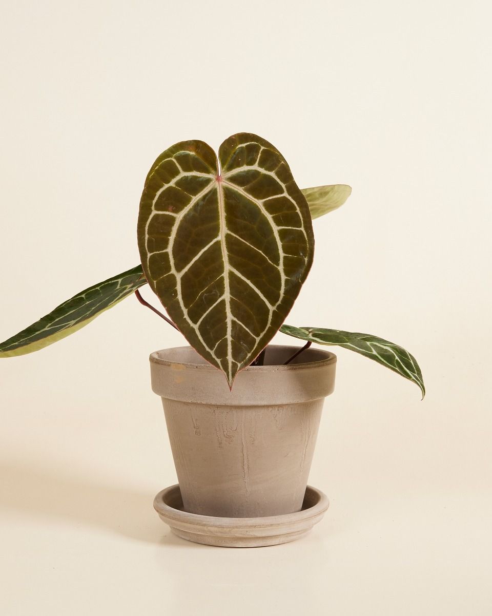Pot en terre cuite Gris Ø 16 cm