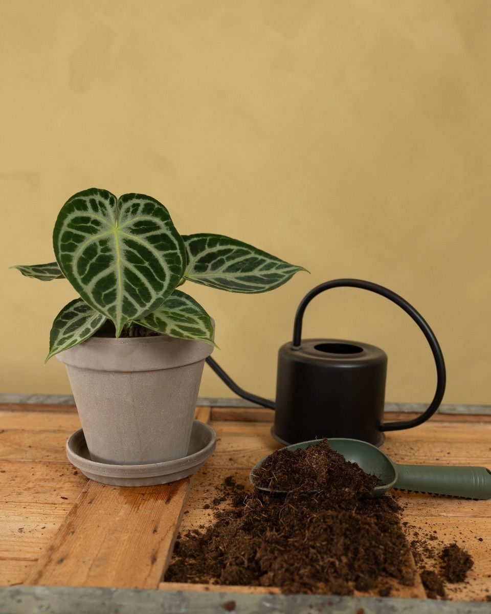 Pot en terre cuite Gris Ø 16 cm