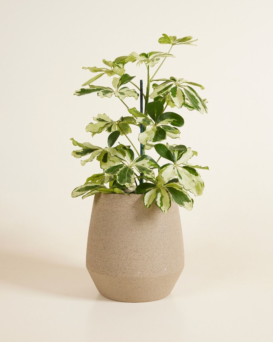 Hubert Pot Taupe  Ø 13.5 cm