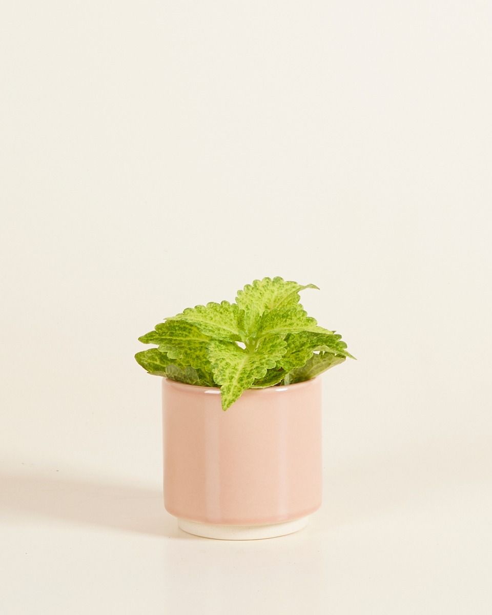 Baby Lisa Pot Dusty Pink Ø 7 cm