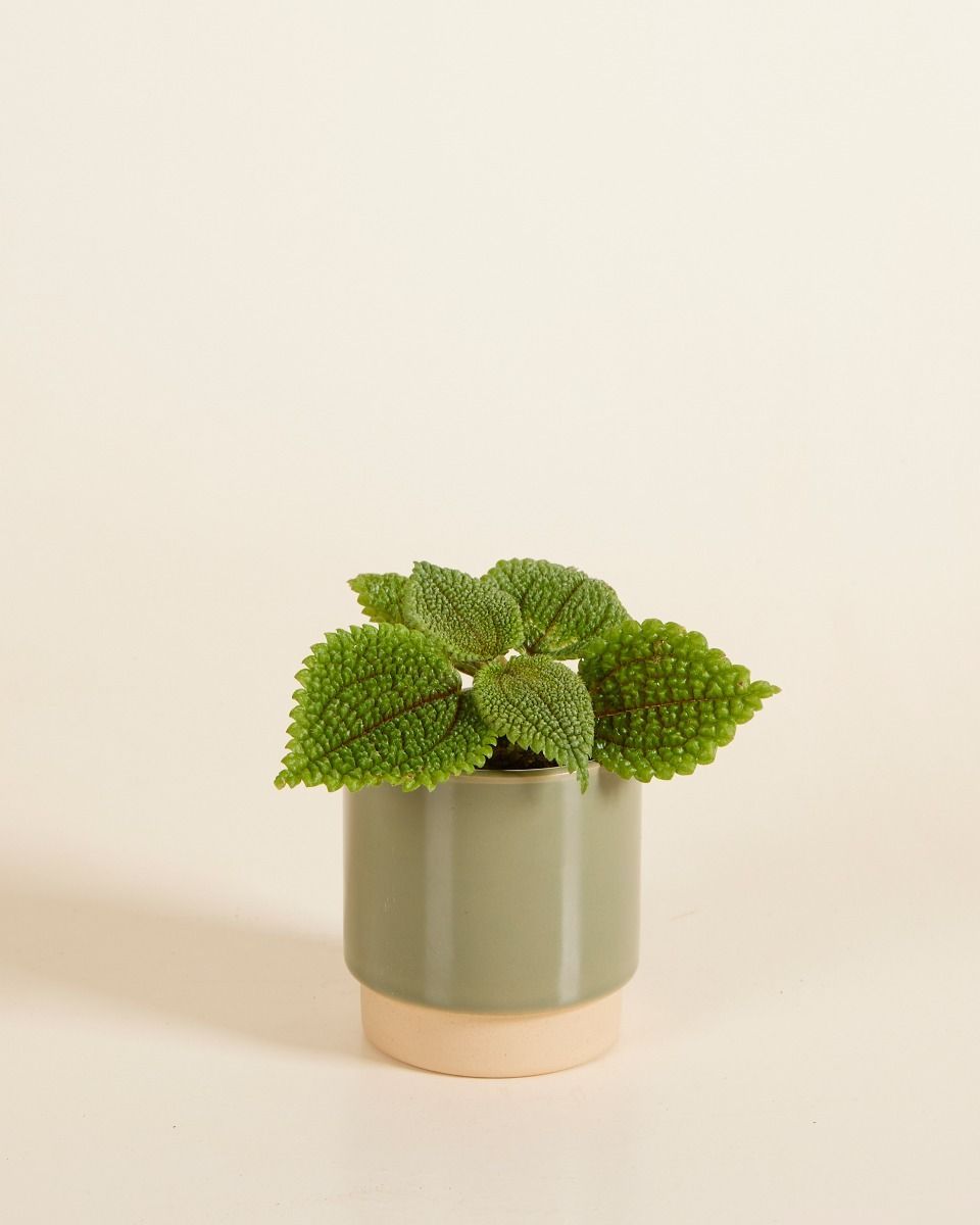 Bébé Lisa Pot Vert Ø 7 cm