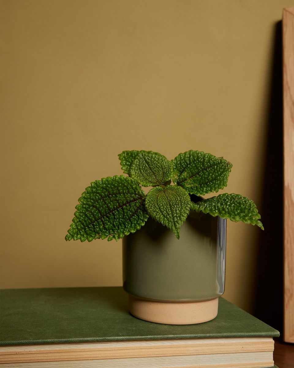 Bébé Lisa Pot Vert Ø 7 cm