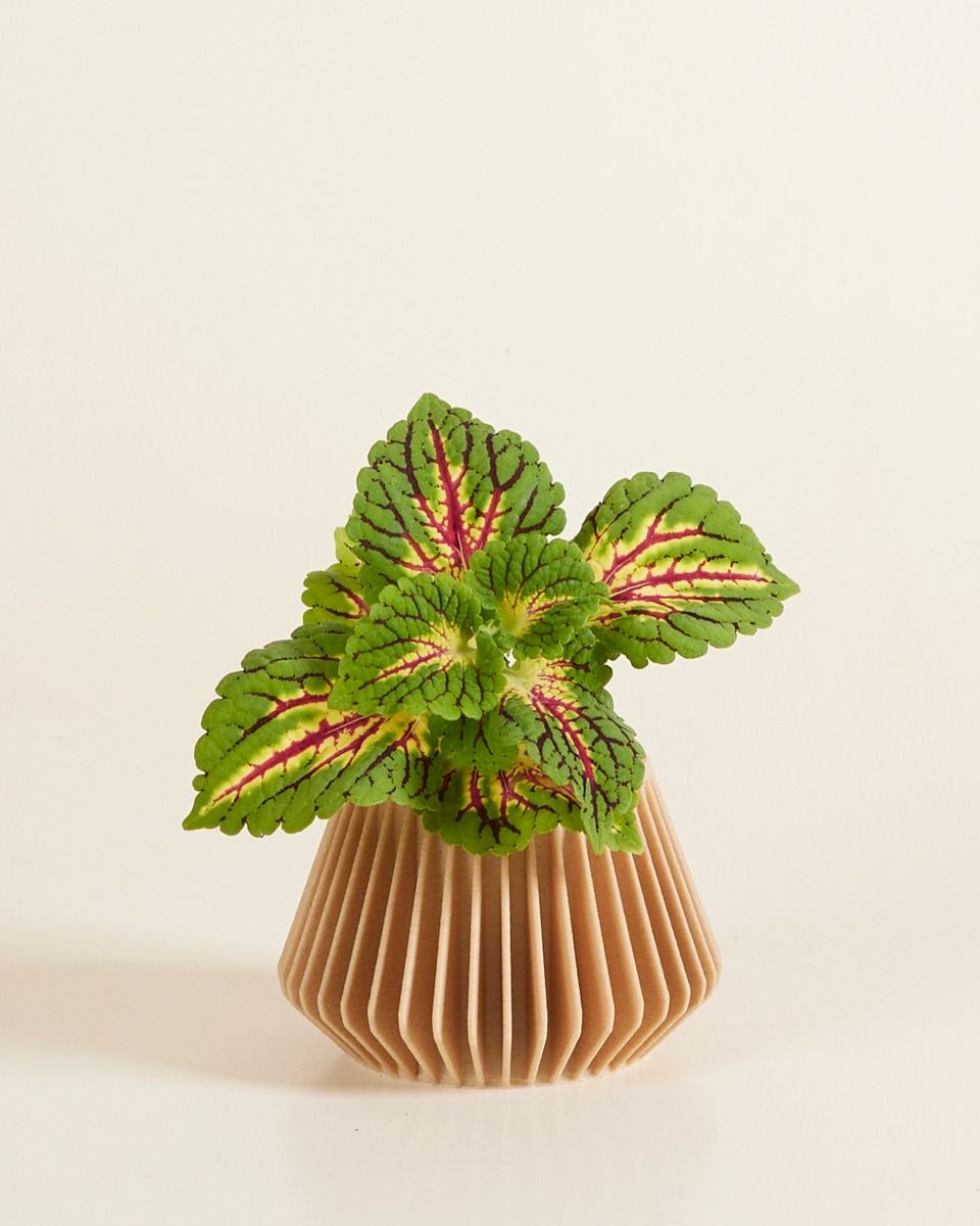 Baby Robin Wood Topf Pillars Ø 5.5 cm