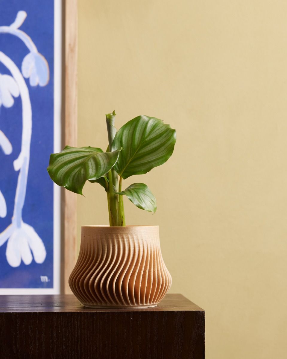 Bébé Robin Wood Pot Wavy Ø 5.5 cm