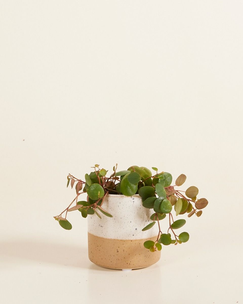 Bébé Ava Pot Blanche Ø 6.5 cm