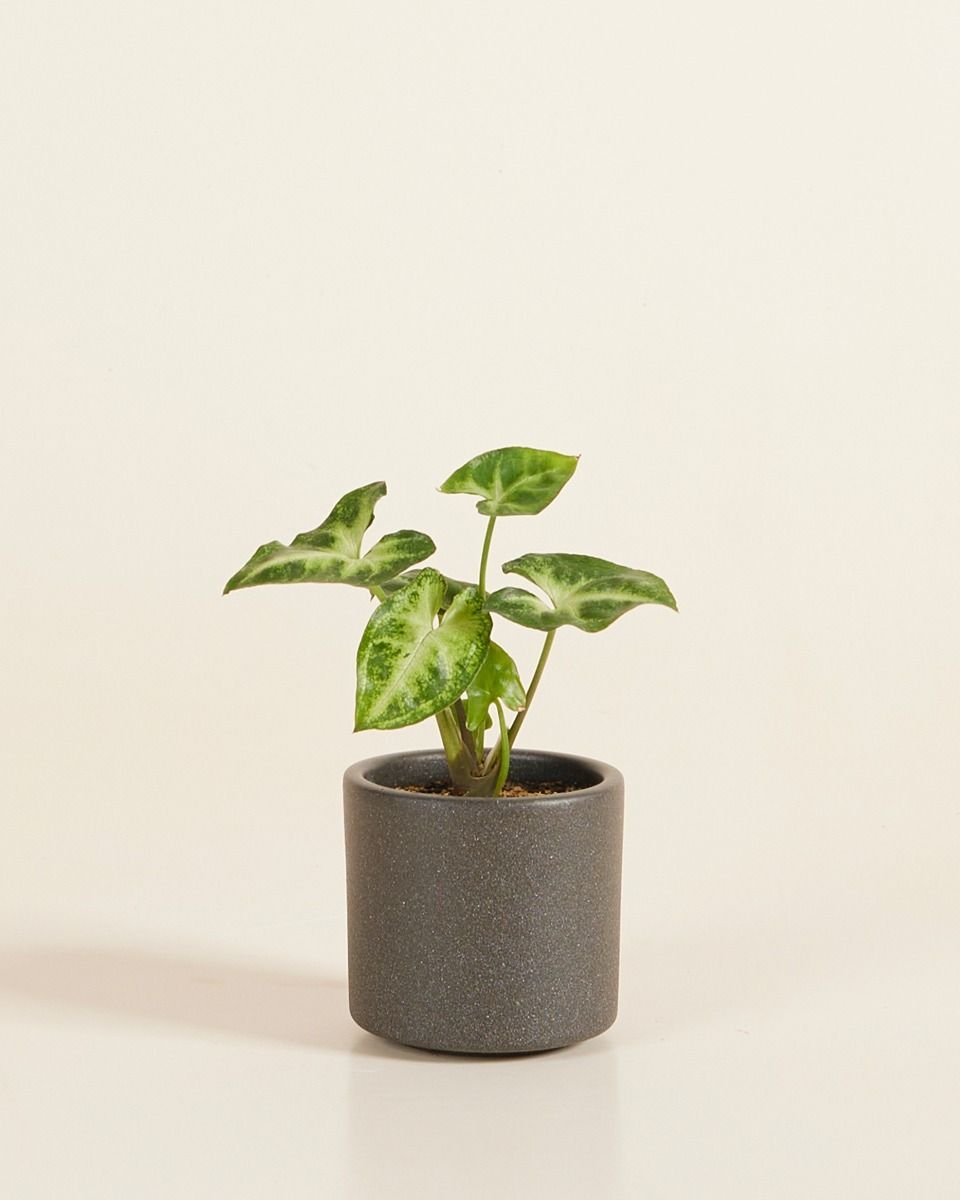 Bébé Penny Pot Gris Foncé Ø 7 cm