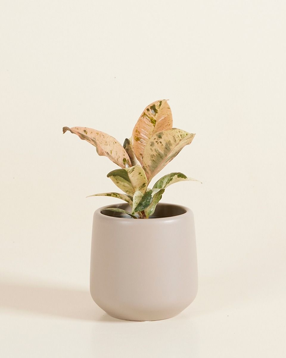 Baby Amber Pot Taupe Ø 6 cm