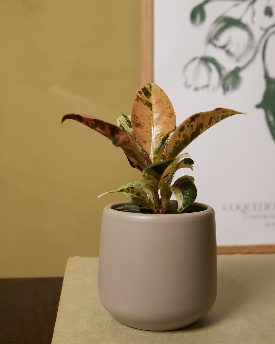 Baby Amber Pot Taupe Ø 6 cm