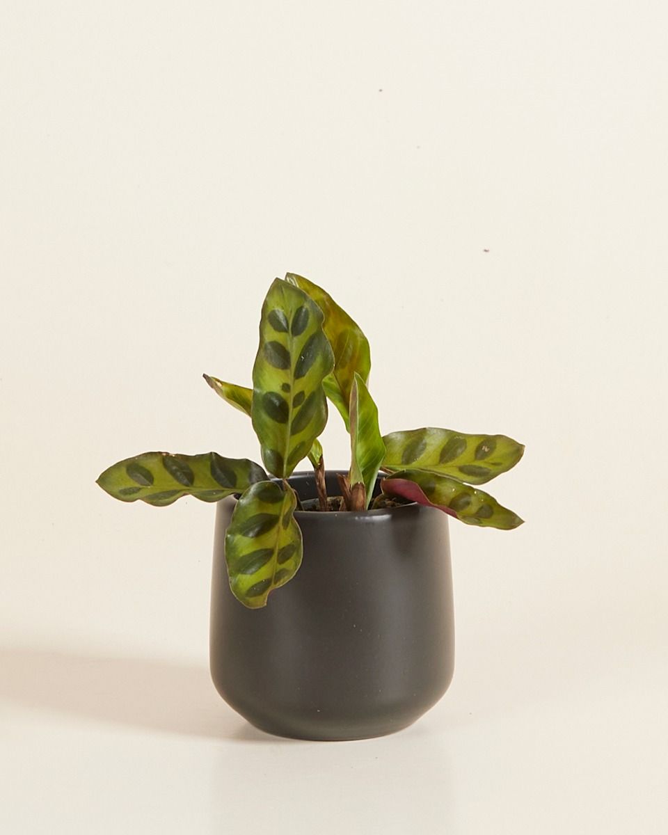 Bébé Amber Pot Noir Ø 6 cm