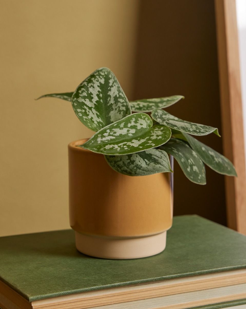 Baby Lisa Pot Dusty Oker Ø 7 cm