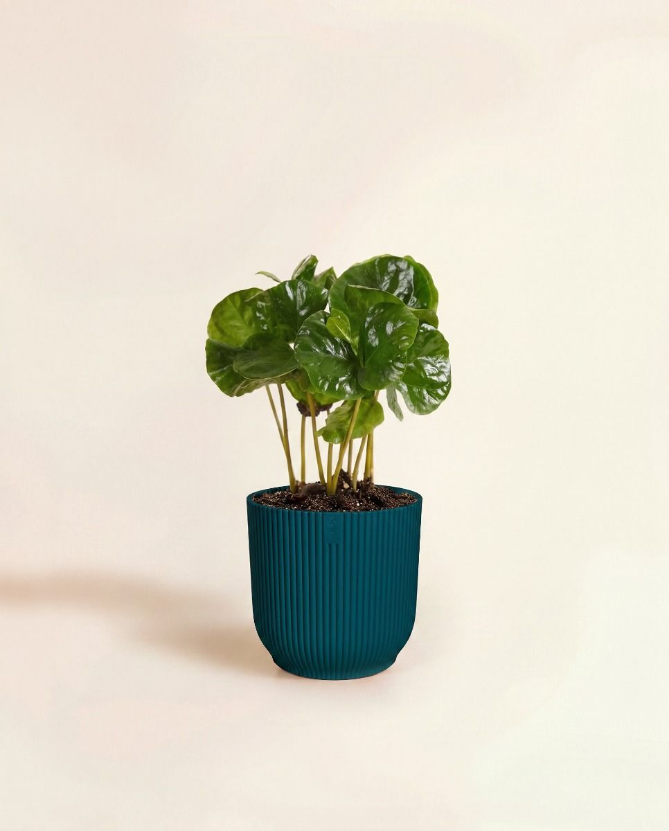 Baby Elho Vibes Fold Ø 7 cm